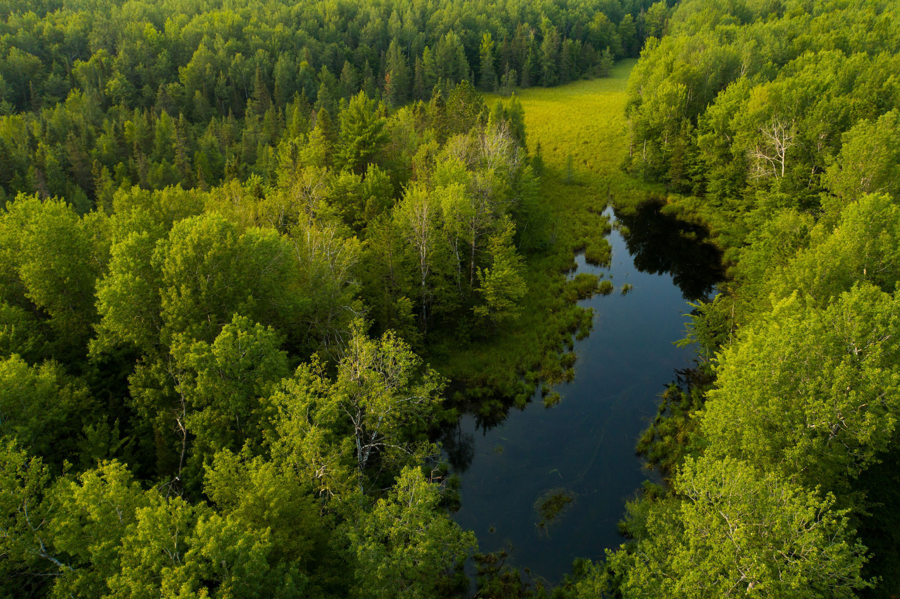 Pelican River Forest